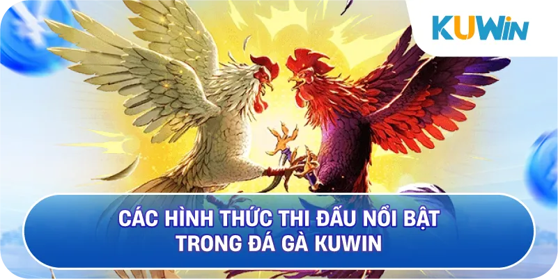 Các Hình Thức Thi Đấu Nổi Bật Trong Đá Gà KUWIN